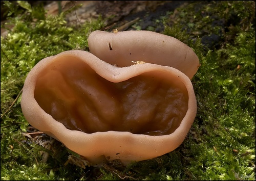 discinka hnedá / destice chřapáčová