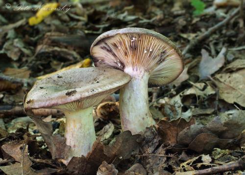 rýdzik fialovejúci / ryzec fialovějící