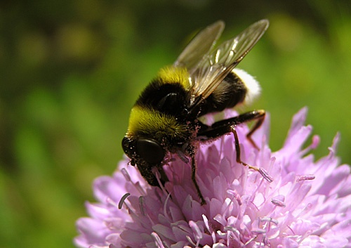 Sericomyia bombiformis