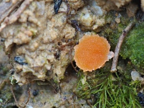 lesklospórka / kulosporka dvouhrotečkovitá