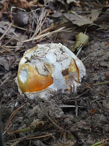 muchotrávka cisárska / muchomůrka císařka