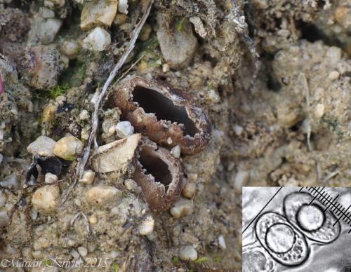 hrobnička piesočná / hrobenka pískomilná