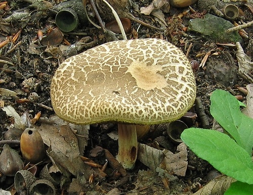 suchohríb žltomäsový / hřib žlutomasý