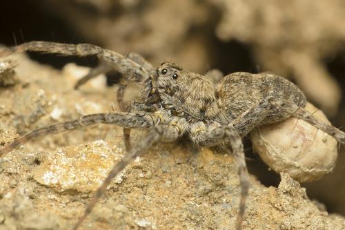 Pardosa nebulosa