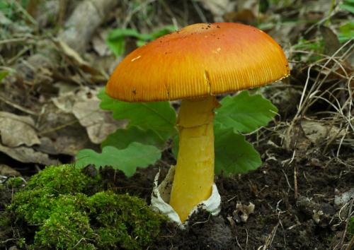 muchotrávka cisárska / muchomůrka císařka