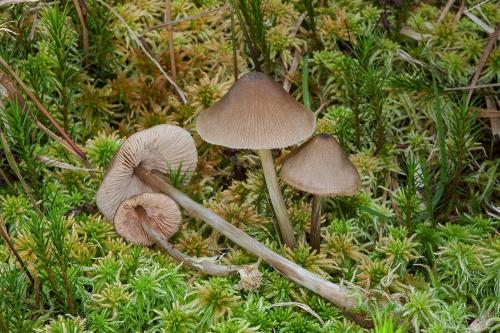 hodvábnica obyčajná / závojenka křížovýtrusá