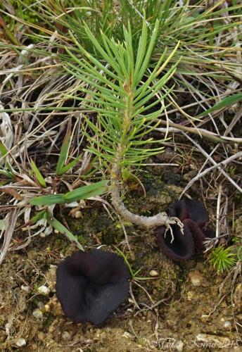 čiaška hnedá / řasnatka hnědá
