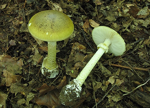 muchotrávka zelená / muchomůrka zelená
