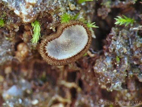 trichoféa pospolitá / bělokosmatka pospolitá