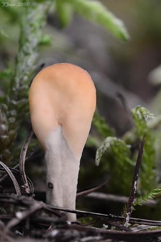 lopatička žltkastá / lopatička kyjovitá