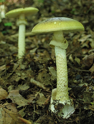 muchotrávka zelená / muchomůrka zelená