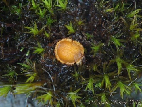 Octospora musci-muralis