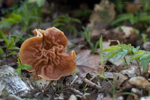 ušiak zväzkovitý / ucháč svazčitý