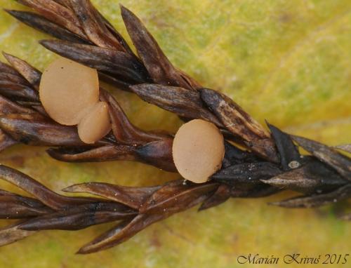 džbánočka borievková