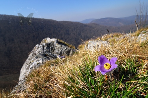 poniklec veľkokvetý