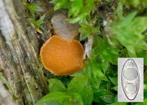 kvapka žltkavá štvorvýtrusná