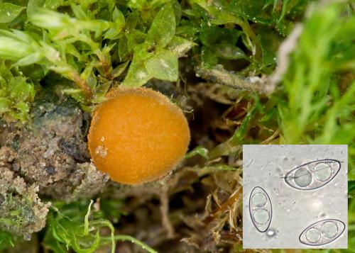 kvapka žltkavá / zemnička osová