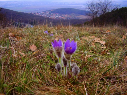 poniklec veľkokvetý