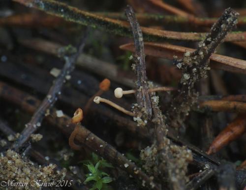 čiapočka / čapulka