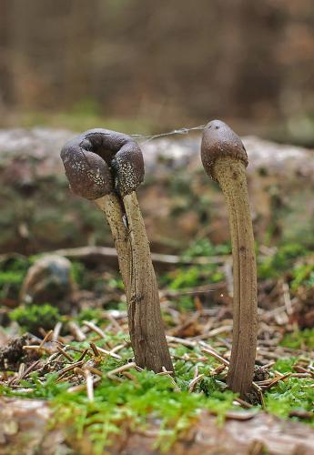 žezlovka hlavičkatá / housenice hlavatá