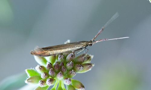 Rúrkovček stredomorský