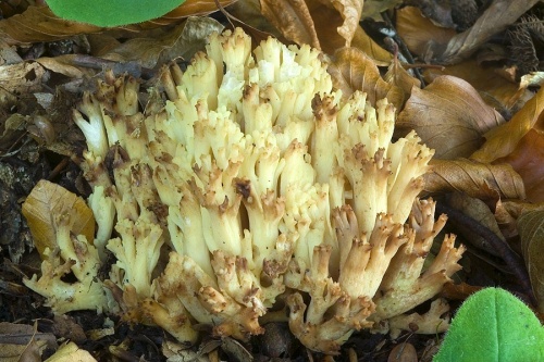 strapačka červenejúca / kuřátka krvavějící