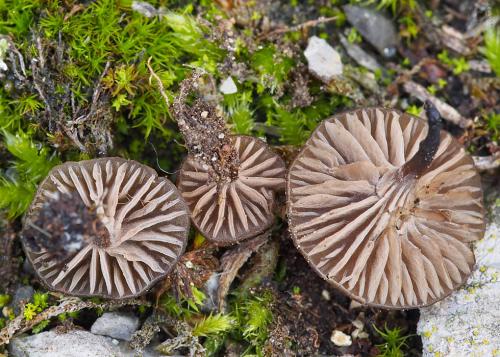 hodvábnica vločkatá