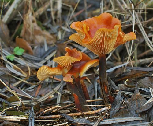 plamienka zimná dlhospóra / penízovka sametonohá dlouhovýtrusá