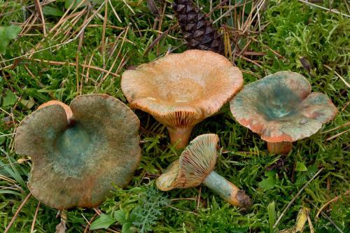 rýdzik / ryzec polokrvomléčný