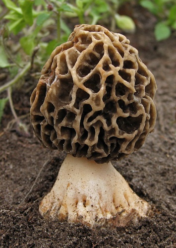 smrčok obyčajný / smrž jedlý