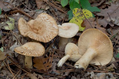 rýdzik Maireov / ryzec Maireův