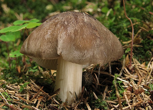 povraznica širokolupeňová / penízovka širokolupenná