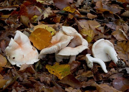 šťavnačka belavoružovkastá / šťavnatka básnická