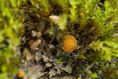 lesklospórka Seaverova