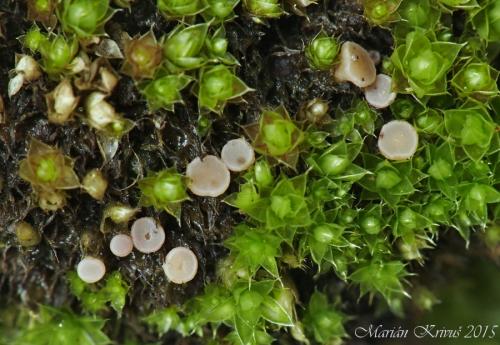Bryoscyphus dicrani