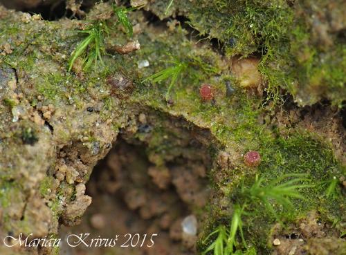 kvapka fialová / zemnička liláková