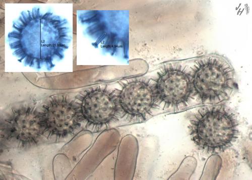budiera ostnatovýtrusná