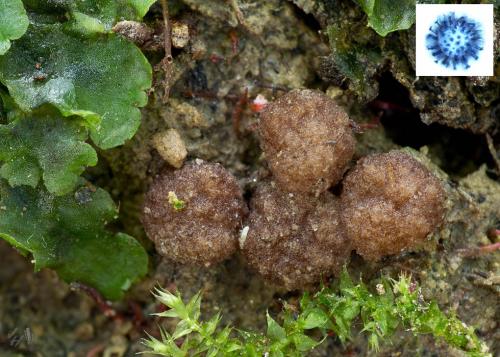 budiera ostnatovýtrusná