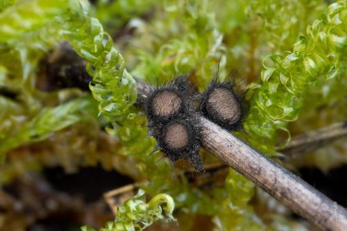 dezmazierelka borovicová / kosmatka borová