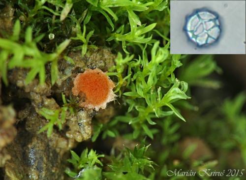 Lamprospora crouanii