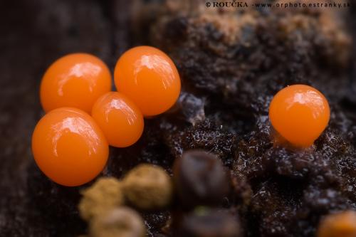 vlasnačka / vlasatka klamná