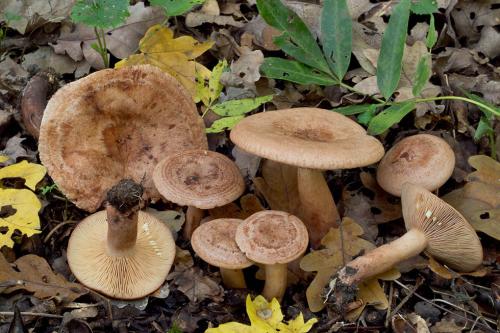 rýdzik dubový / ryzec dubový