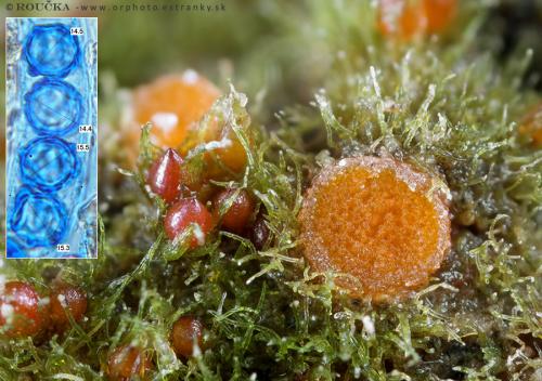 lesklospórka krúžkovaná