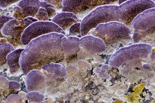 ryhovec jedľový / branovitec jedlový