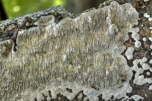 pórovka mäkká / outkovka měkká