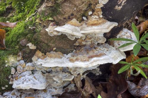 sivopórovka zadymená / šedopórka zakouřená