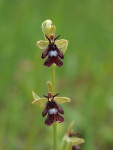 hmyzovník muchovitý