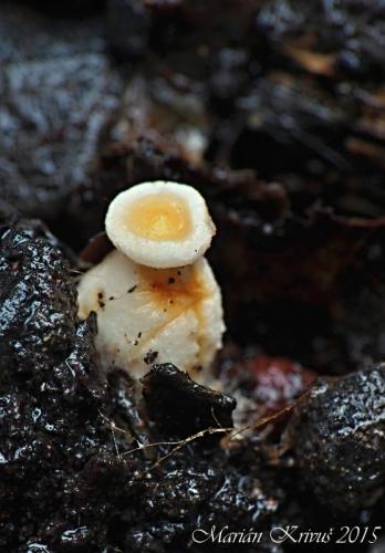 smrčkovec český / kačenka česká