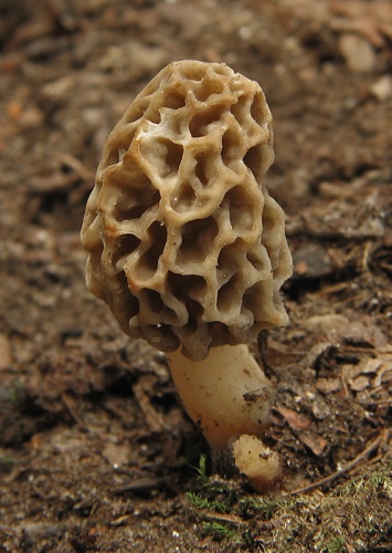 smrčok jedlý / smrž obecný