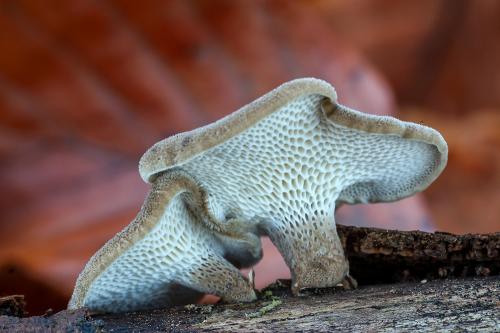 trúdnik zimný / choroš poloplástvový